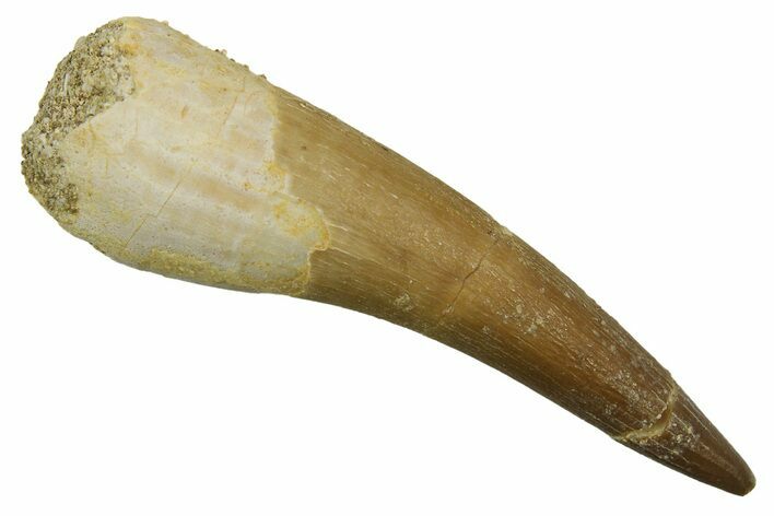 Fossil Plesiosaur (Zarafasaura) Tooth - Morocco #298029